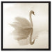 Schwan im Morgennebel auf Leinwandbild Quadratisch gerahmt Größe 60x60