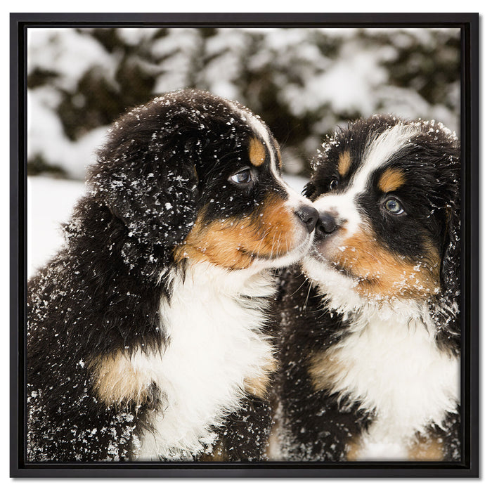 Bernersennen Hunde Welpen auf Leinwandbild Quadratisch gerahmt Größe 60x60