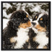 Bernersennen Hunde Welpen auf Leinwandbild Quadratisch gerahmt Größe 60x60