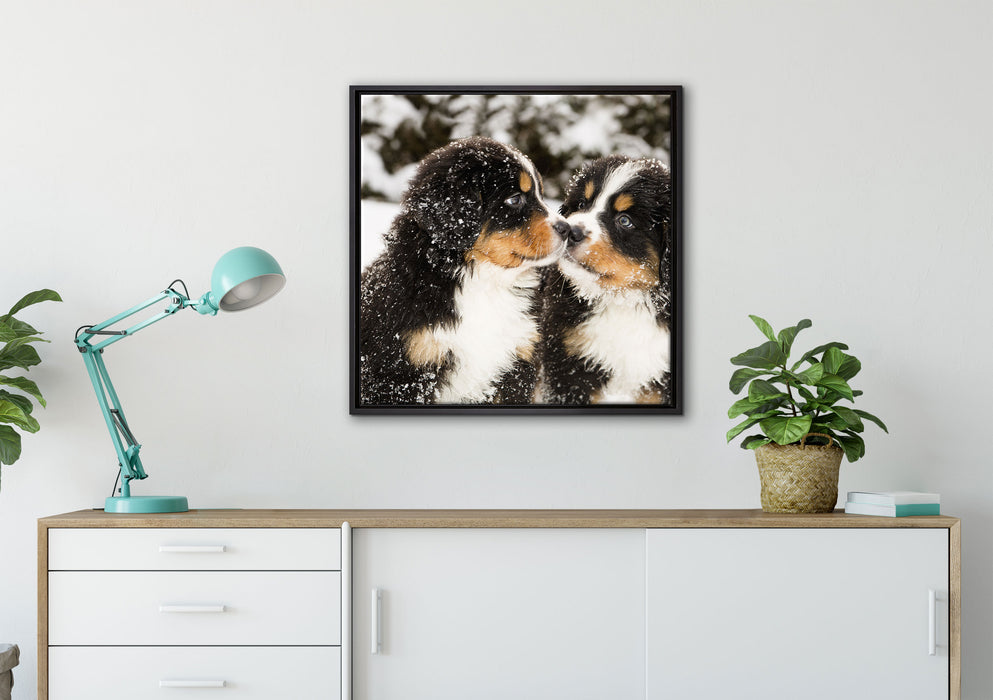 Bernersennen Hunde Welpen auf Leinwandbild gerahmt Quadratisch verschiedene Größen im Wohnzimmer