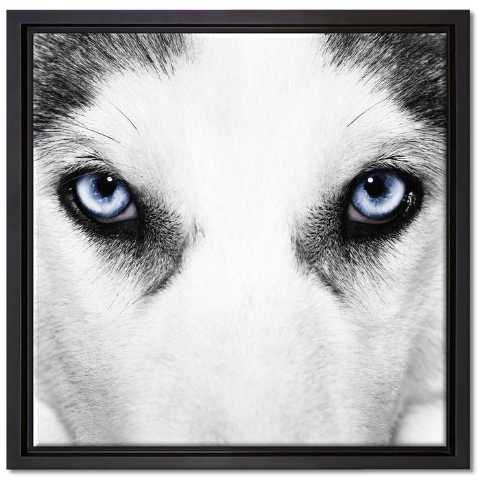 Husky mit Eisblauen Augen auf Leinwandbild Quadratisch gerahmt Größe 40x40