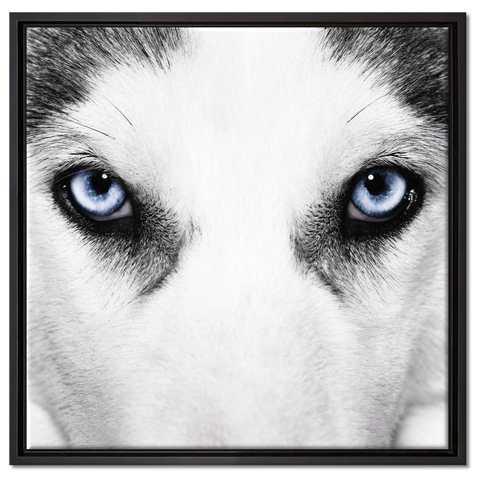 Husky mit Eisblauen Augen auf Leinwandbild Quadratisch gerahmt Größe 60x60
