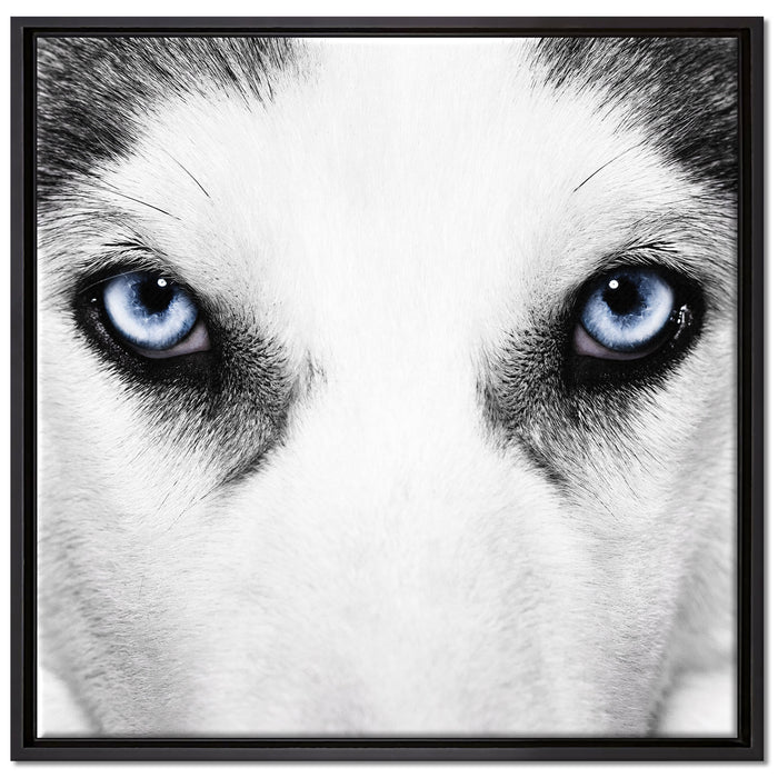 Husky mit Eisblauen Augen auf Leinwandbild Quadratisch gerahmt Größe 70x70