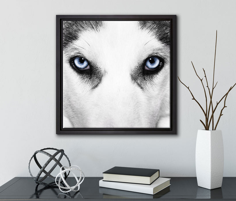Husky mit Eisblauen Augen  auf Leinwandbild Quadratisch gerahmt mit Kirschblüten