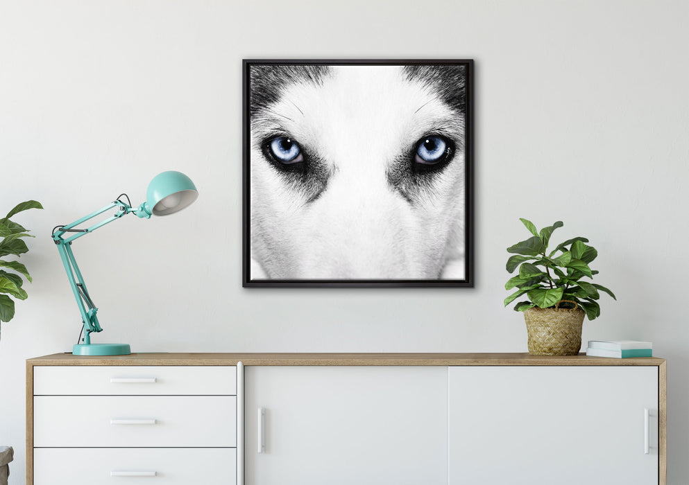 Husky mit Eisblauen Augen auf Leinwandbild gerahmt Quadratisch verschiedene Größen im Wohnzimmer