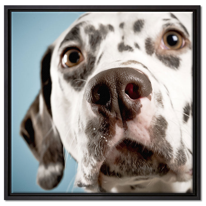 Süßer Dalmatiner auf Leinwandbild Quadratisch gerahmt Größe 60x60