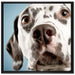 Süßer Dalmatiner auf Leinwandbild Quadratisch gerahmt Größe 70x70