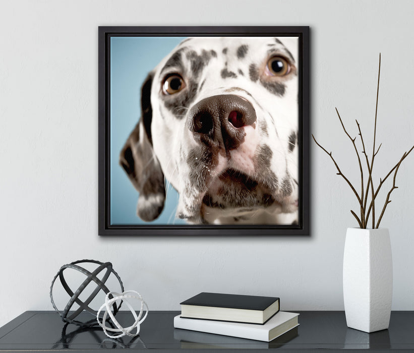 Süßer Dalmatiner  auf Leinwandbild Quadratisch gerahmt mit Kirschblüten
