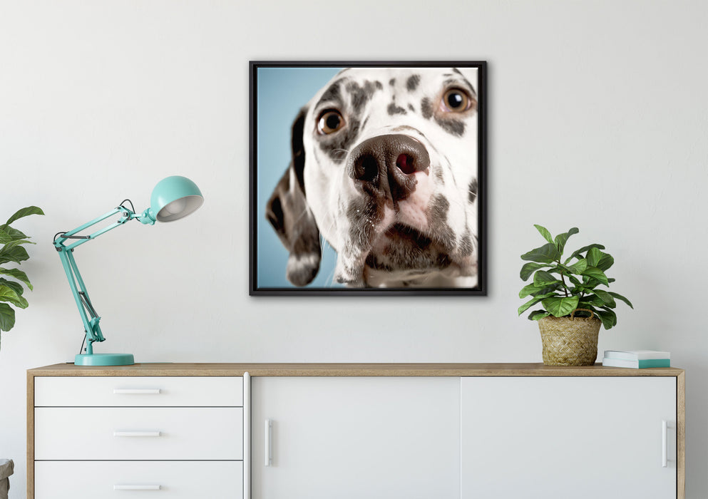 Süßer Dalmatiner auf Leinwandbild gerahmt Quadratisch verschiedene Größen im Wohnzimmer