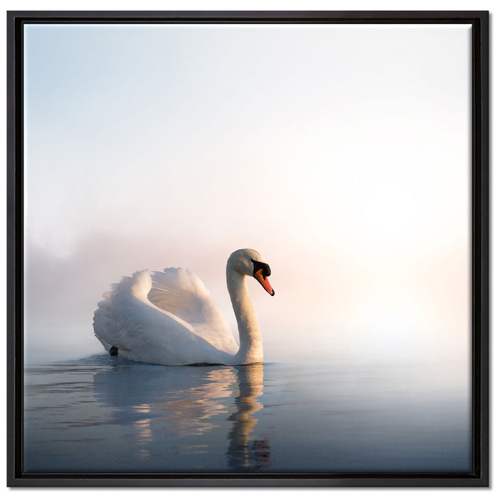traumhafter weißer Schwan im See auf Leinwandbild Quadratisch gerahmt Größe 70x70