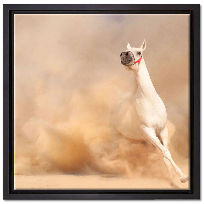 weißes Pferd in der Wüste auf Leinwandbild Quadratisch gerahmt Größe 40x40