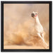 weißes Pferd in der Wüste auf Leinwandbild Quadratisch gerahmt Größe 40x40