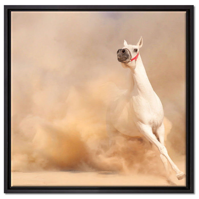 weißes Pferd in der Wüste auf Leinwandbild Quadratisch gerahmt Größe 60x60
