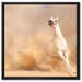 weißes Pferd in der Wüste auf Leinwandbild Quadratisch gerahmt Größe 60x60