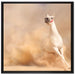 weißes Pferd in der Wüste auf Leinwandbild Quadratisch gerahmt Größe 70x70