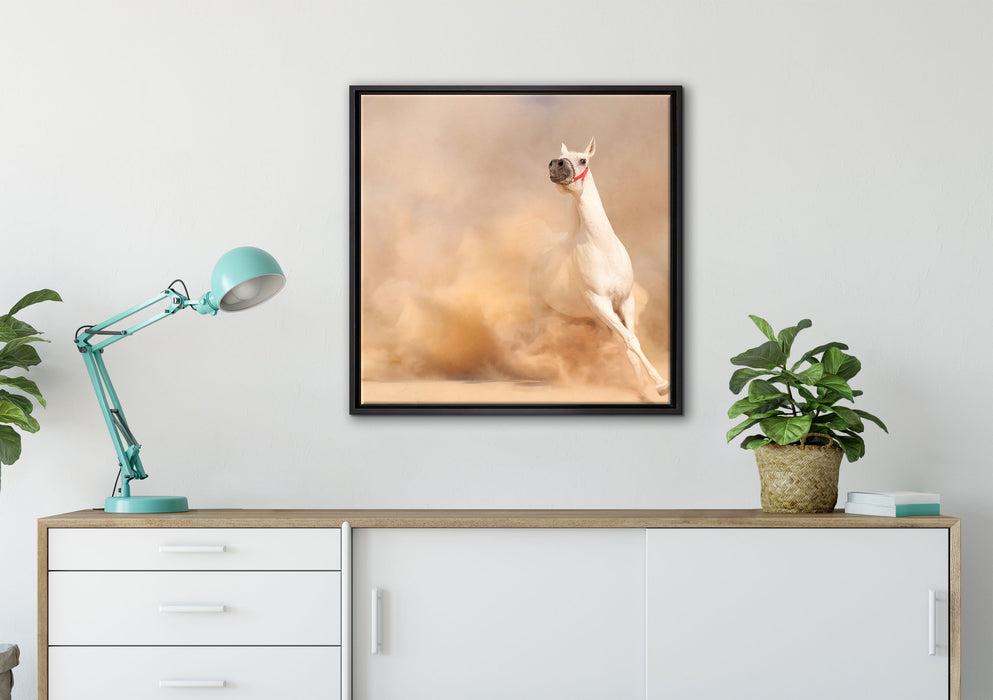 weißes Pferd in der Wüste auf Leinwandbild gerahmt Quadratisch verschiedene Größen im Wohnzimmer