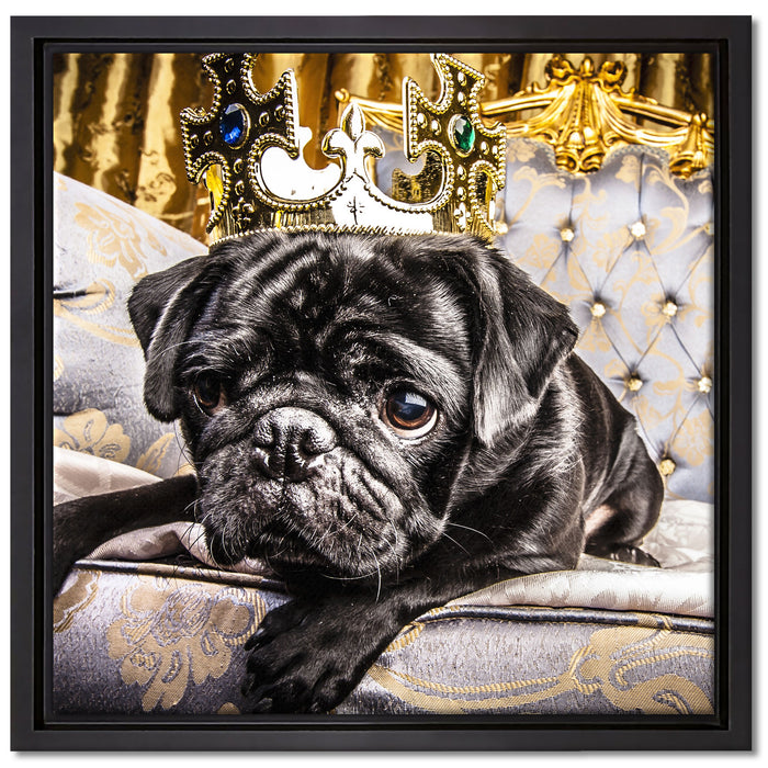 Süßer Mops auf dem Thron auf Leinwandbild Quadratisch gerahmt Größe 40x40