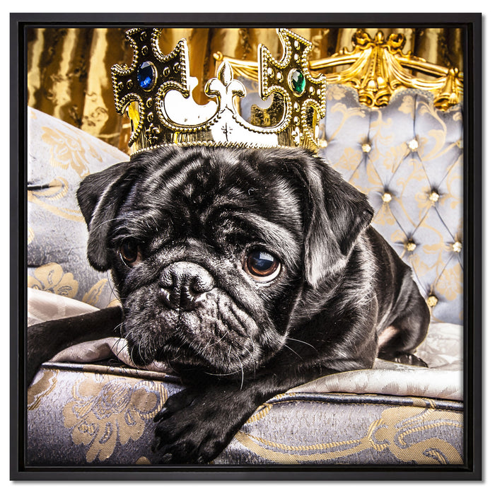 Süßer Mops auf dem Thron auf Leinwandbild Quadratisch gerahmt Größe 60x60