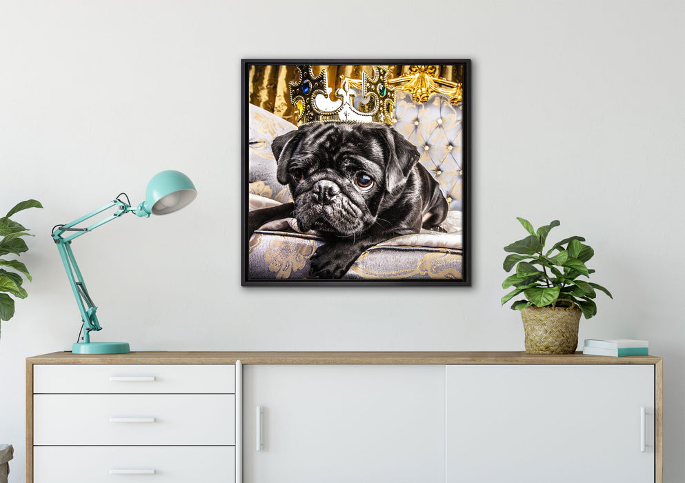 Süßer Mops auf dem Thron auf Leinwandbild gerahmt Quadratisch verschiedene Größen im Wohnzimmer