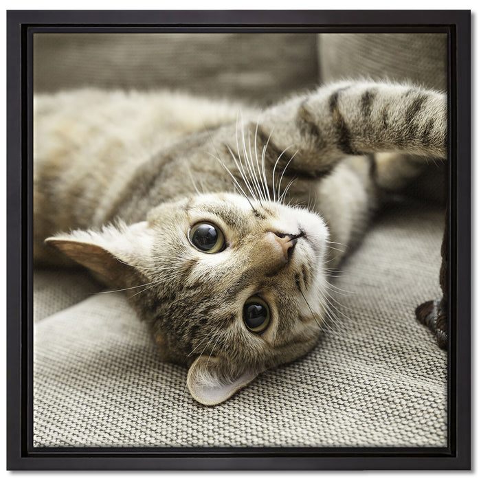 Süßes Kätzchen spielt auf Leinwandbild Quadratisch gerahmt Größe 40x40