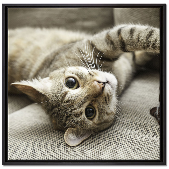 Süßes Kätzchen spielt auf Leinwandbild Quadratisch gerahmt Größe 70x70