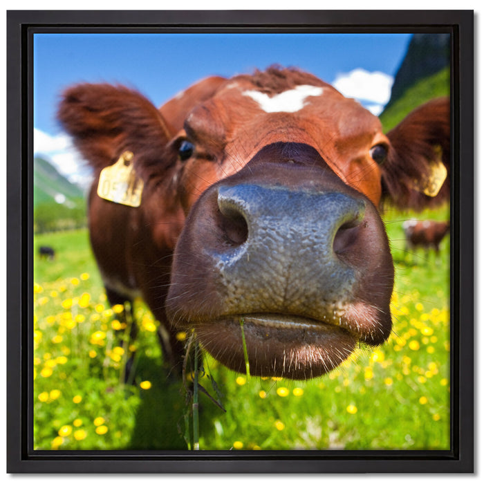 Alpen Kuh auf Bergwiese auf Leinwandbild Quadratisch gerahmt Größe 40x40