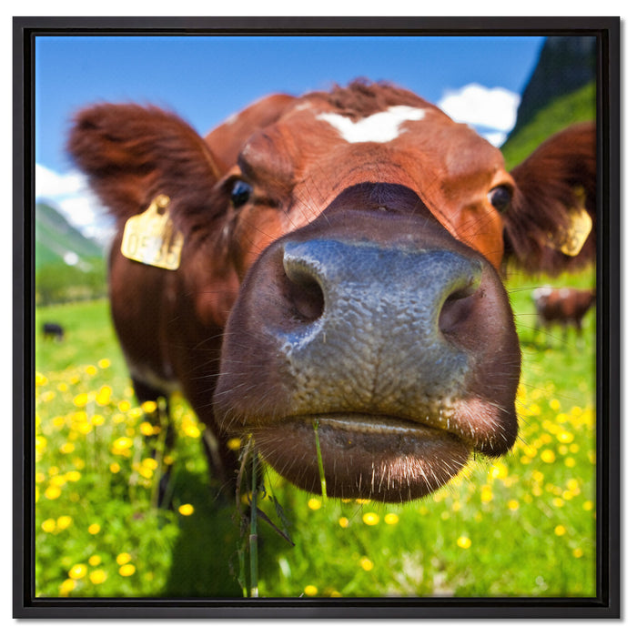 Alpen Kuh auf Bergwiese auf Leinwandbild Quadratisch gerahmt Größe 60x60