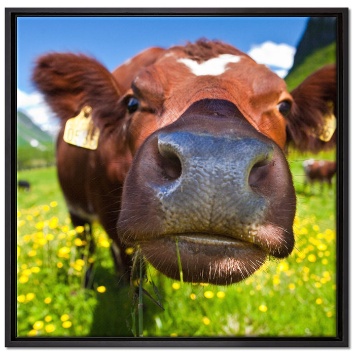 Alpen Kuh auf Bergwiese auf Leinwandbild Quadratisch gerahmt Größe 70x70