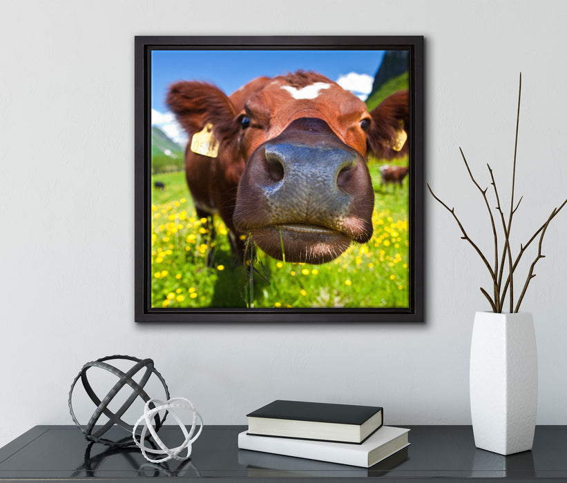 Alpen Kuh auf Bergwiese  auf Leinwandbild Quadratisch gerahmt mit Kirschblüten