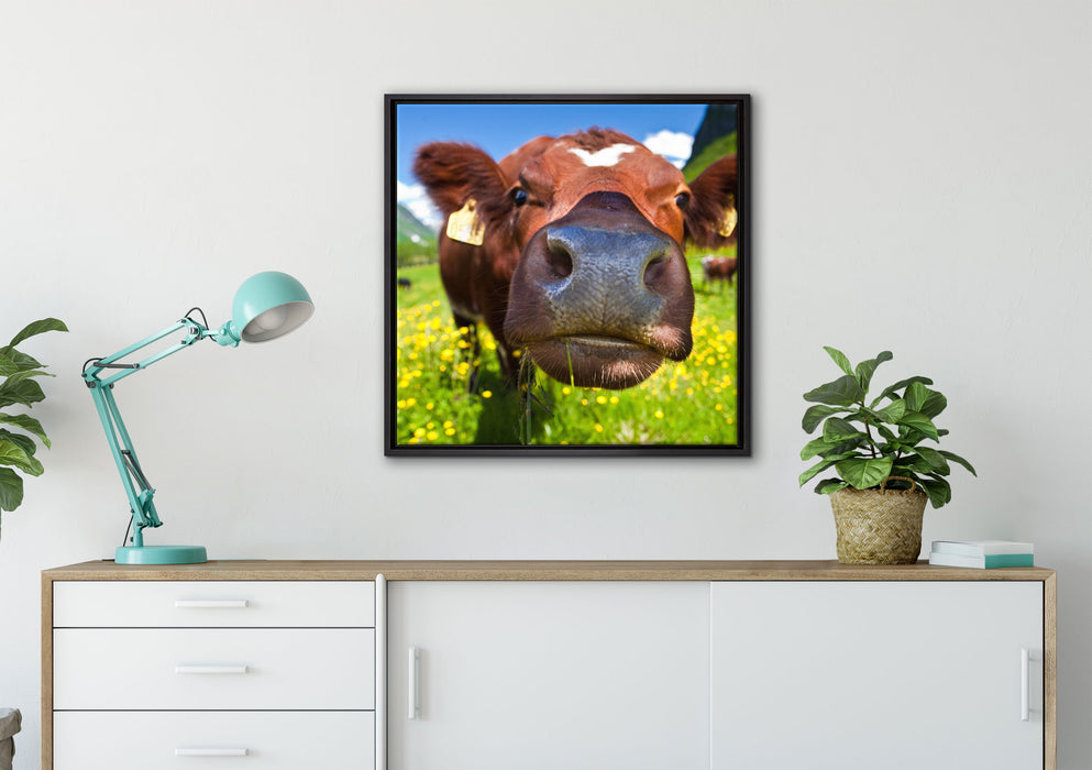 Alpen Kuh auf Bergwiese auf Leinwandbild gerahmt Quadratisch verschiedene Größen im Wohnzimmer
