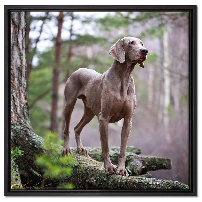 Edler Weimaraner im Wald auf Leinwandbild Quadratisch gerahmt Größe 60x60