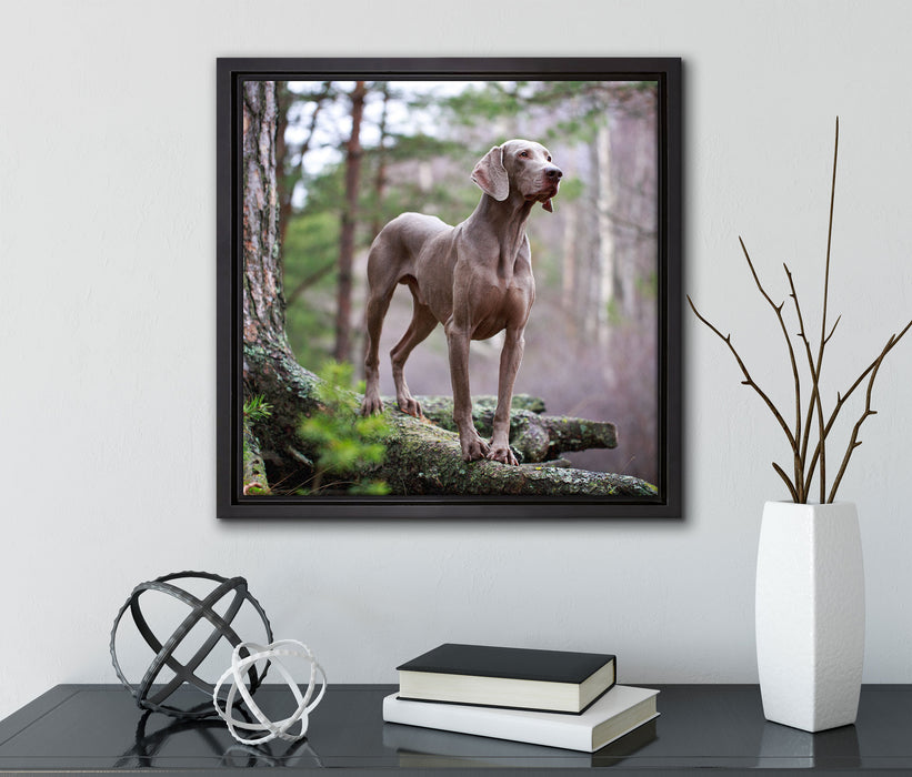 Edler Weimaraner im Wald  auf Leinwandbild Quadratisch gerahmt mit Kirschblüten
