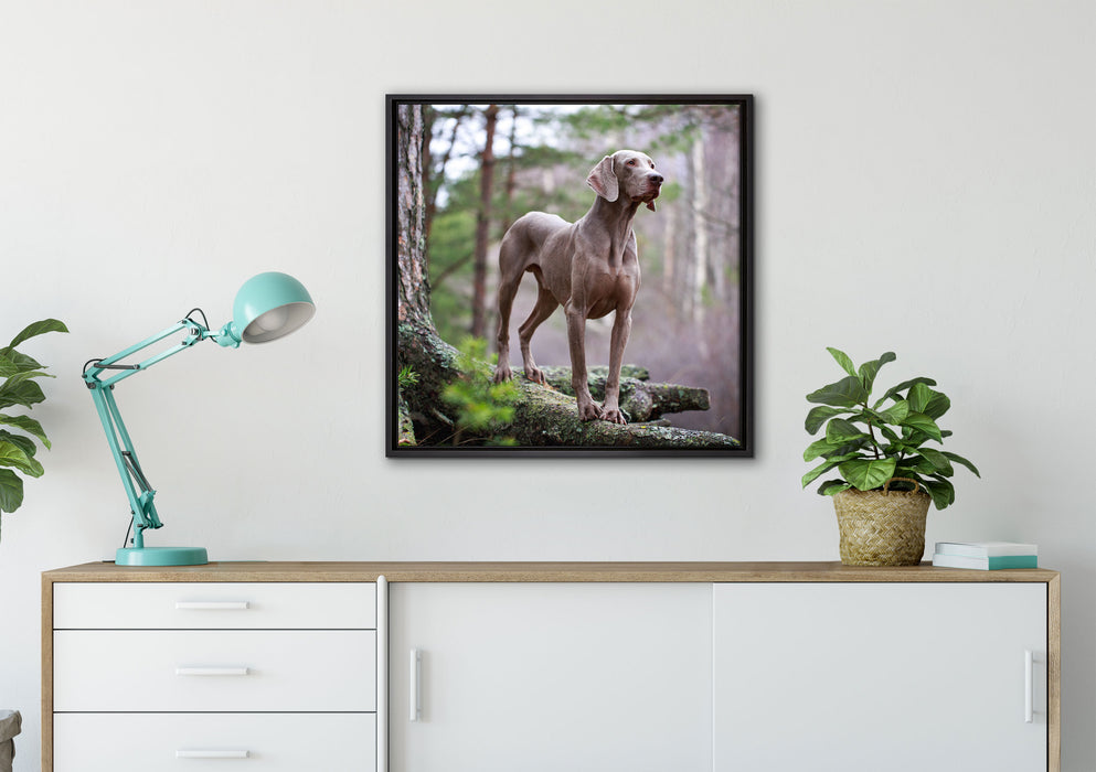 Edler Weimaraner im Wald auf Leinwandbild gerahmt Quadratisch verschiedene Größen im Wohnzimmer