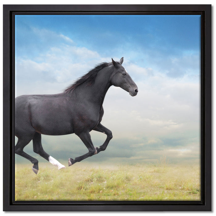 Edler schwarzer Hengst auf Wiese auf Leinwandbild Quadratisch gerahmt Größe 40x40