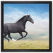 Edler schwarzer Hengst auf Wiese auf Leinwandbild Quadratisch gerahmt Größe 40x40