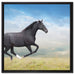 Edler schwarzer Hengst auf Wiese auf Leinwandbild Quadratisch gerahmt Größe 60x60