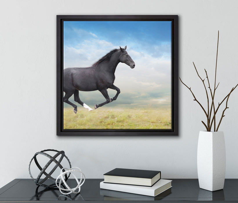 Edler schwarzer Hengst auf Wiese  auf Leinwandbild Quadratisch gerahmt mit Kirschblüten