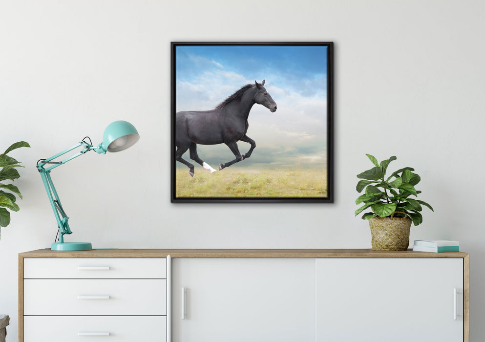 Edler schwarzer Hengst auf Wiese auf Leinwandbild gerahmt Quadratisch verschiedene Größen im Wohnzimmer