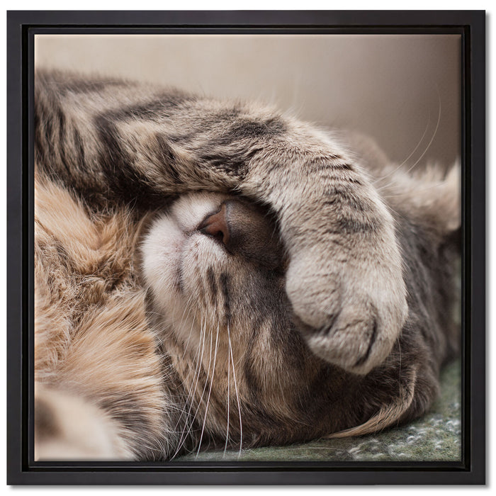 Schüchterne niedliche Katze auf Leinwandbild Quadratisch gerahmt Größe 40x40