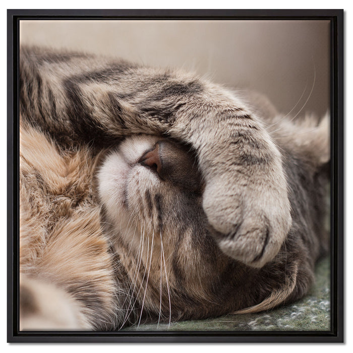 Schüchterne niedliche Katze auf Leinwandbild Quadratisch gerahmt Größe 60x60