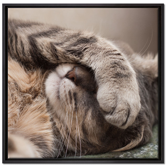 Schüchterne niedliche Katze auf Leinwandbild Quadratisch gerahmt Größe 70x70