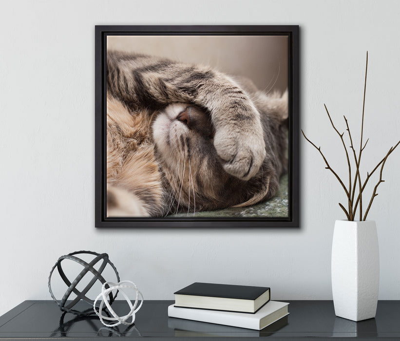 Schüchterne niedliche Katze  auf Leinwandbild Quadratisch gerahmt mit Kirschblüten