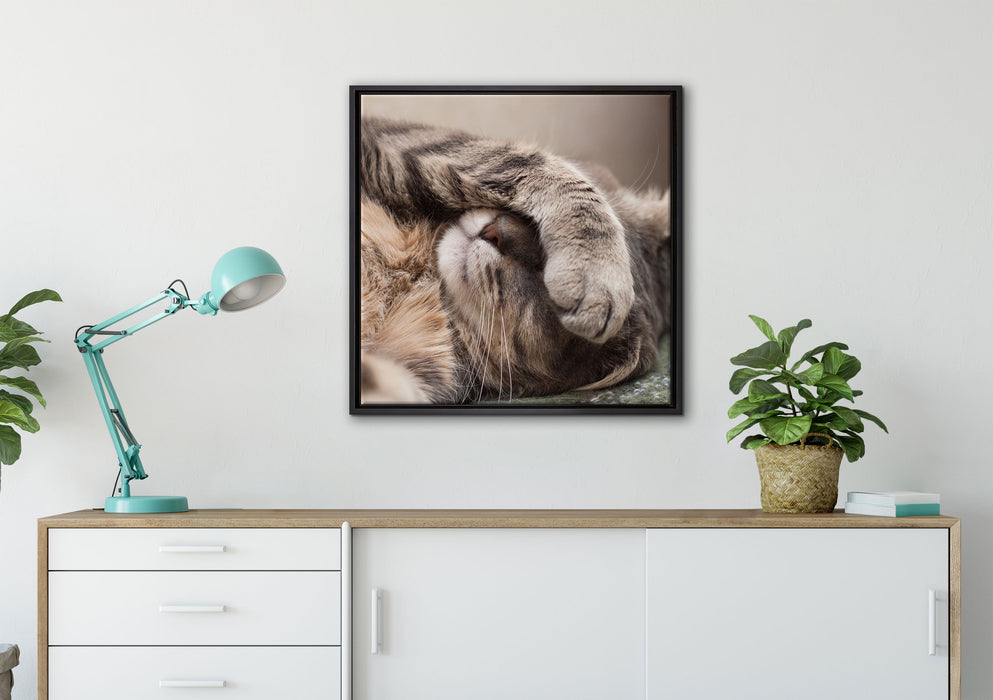 Schüchterne niedliche Katze auf Leinwandbild gerahmt Quadratisch verschiedene Größen im Wohnzimmer