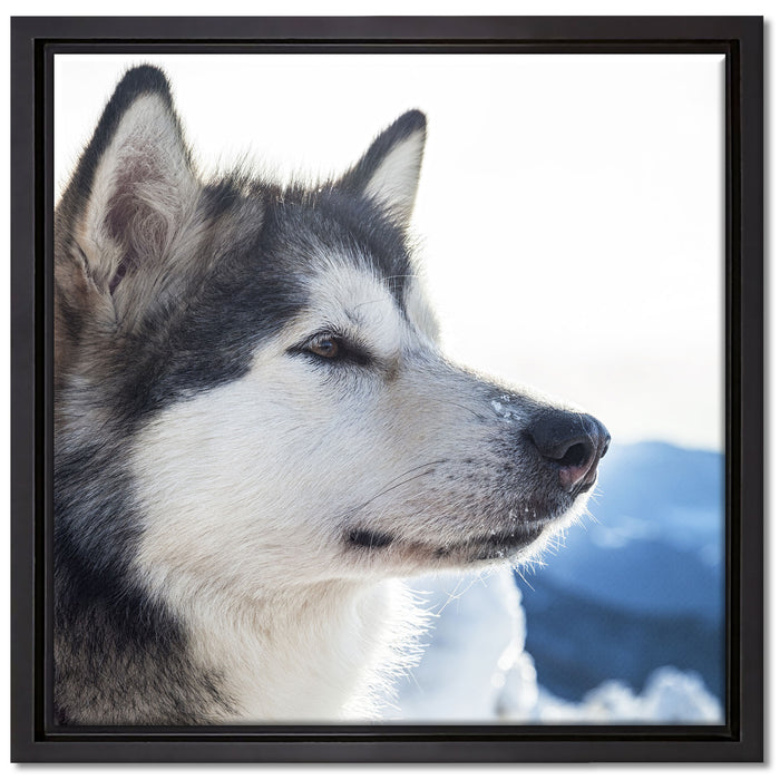 Süßer Husky im Schnee auf Leinwandbild Quadratisch gerahmt Größe 40x40