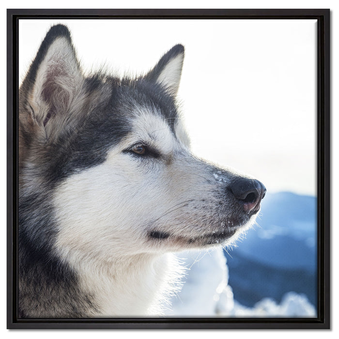 Süßer Husky im Schnee auf Leinwandbild Quadratisch gerahmt Größe 60x60