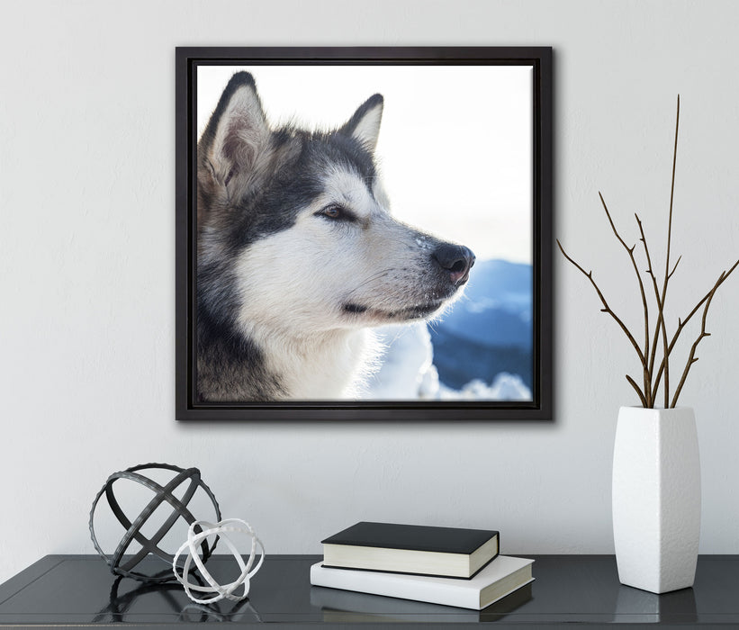 Süßer Husky im Schnee  auf Leinwandbild Quadratisch gerahmt mit Kirschblüten