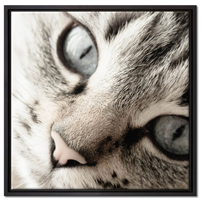 Große Katzenaugen auf Leinwandbild Quadratisch gerahmt Größe 60x60