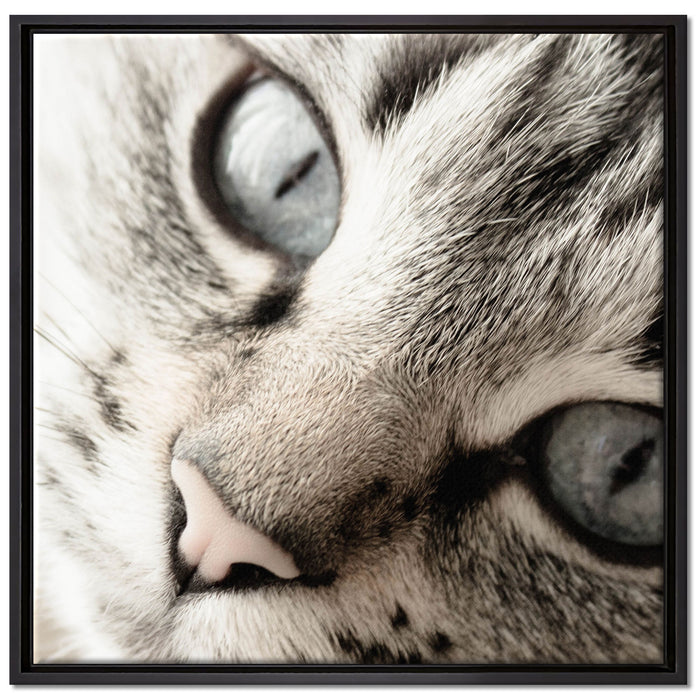 Große Katzenaugen auf Leinwandbild Quadratisch gerahmt Größe 70x70