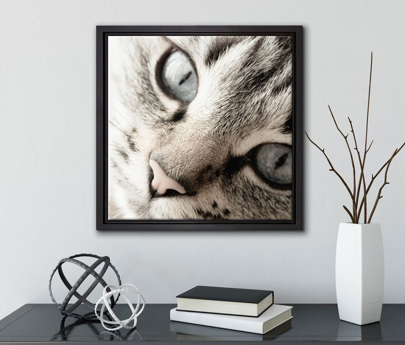 Große Katzenaugen  auf Leinwandbild Quadratisch gerahmt mit Kirschblüten