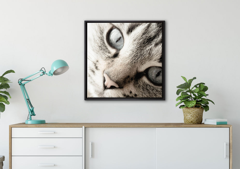 Große Katzenaugen auf Leinwandbild gerahmt Quadratisch verschiedene Größen im Wohnzimmer